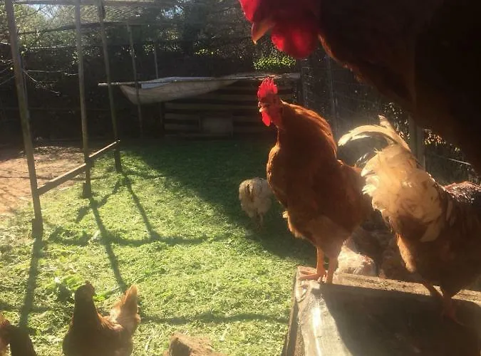 게스트하우스 Vila Viva ~ Brks 3*