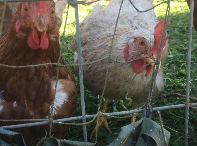 게스트하우스 Vila Viva ~ Brks